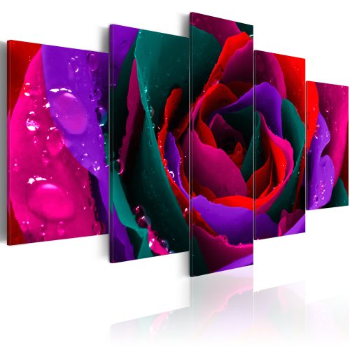 Obraz - Multicoloured rose